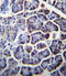 Pyruvate Carboxylase antibody, LS-C163402, Lifespan Biosciences, Immunohistochemistry frozen image 