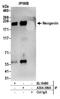 Neogenin 1 antibody, A304-399A, Bethyl Labs, Immunoprecipitation image 