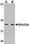 Protein Wnt-10a antibody, orb75005, Biorbyt, Western Blot image 