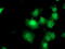 Dual Specificity Phosphatase And Pro Isomerase Domain Containing 1 antibody, TA501880, Origene, Immunofluorescence image 