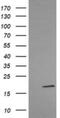 LIM Domain Only 2 antibody, NBP2-45787, Novus Biologicals, Western Blot image 