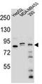 KAT8 Regulatory NSL Complex Subunit 3 antibody, AP52348PU-N, Origene, Western Blot image 