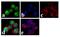 BLNK antibody, 720014, Invitrogen Antibodies, Immunofluorescence image 