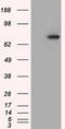 Phosphodiesterase 4A antibody, LS-C115228, Lifespan Biosciences, Western Blot image 