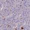 Chromosome 5 Open Reading Frame 51 antibody, HPA043779, Atlas Antibodies, Immunohistochemistry paraffin image 