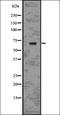 Hnf-4 antibody, orb336675, Biorbyt, Western Blot image 