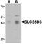 Solute Carrier Family 35 Member D3 antibody, orb75681, Biorbyt, Western Blot image 
