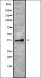 Phospholipid Scramblase 4 antibody, orb338552, Biorbyt, Western Blot image 