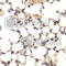 CpG-binding protein antibody, A5814, ABclonal Technology, Immunohistochemistry paraffin image 