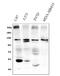 Peroxidasin antibody, DZ33984, Boster Biological Technology, Western Blot image 