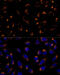 PRX-3 antibody, 14-779, ProSci, Immunofluorescence image 