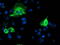 Pyrroline-5-Carboxylate Reductase 2 antibody, TA501897, Origene, Immunofluorescence image 