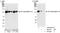 Elongation Factor Tu GTP Binding Domain Containing 2 antibody, A300-957A, Bethyl Labs, Immunoprecipitation image 