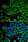 Vacuolar Protein Sorting 4 Homolog A antibody, A7096, ABclonal Technology, Immunofluorescence image 