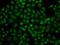 Ubiquitin Specific Peptidase 26 antibody, PA5-76321, Invitrogen Antibodies, Immunofluorescence image 