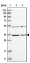 COP9 Signalosome Subunit 7B antibody, NBP1-85433, Novus Biologicals, Western Blot image 