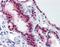 Nucleolysin TIA-1 antibody, orb89306, Biorbyt, Immunohistochemistry paraffin image 