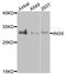 Inhibitor of growth protein 5 antibody, A7288, ABclonal Technology, Western Blot image 