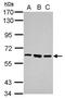 Zinc Finger Protein 189 antibody, PA5-30877, Invitrogen Antibodies, Western Blot image 