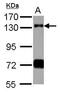 Ring Finger Protein 40 antibody, PA5-30331, Invitrogen Antibodies, Western Blot image 