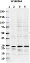 RAB7A, Member RAS Oncogene Family antibody, 850403, BioLegend, Western Blot image 