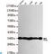 PCNA antibody, LS-C813073, Lifespan Biosciences, Western Blot image 