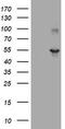 TAP Binding Protein Like antibody, TA505539, Origene, Western Blot image 