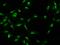 G-Patch Domain Containing 11 antibody, 205783-T02, Sino Biological, Immunohistochemistry frozen image 
