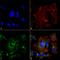 Nxf antibody, LS-C776243, Lifespan Biosciences, Immunocytochemistry image 