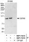 Centrosomal Protein 85 antibody, NBP1-78218, Novus Biologicals, Western Blot image 