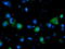 Large neutral amino acids transporter small subunit 2 antibody, TA500514, Origene, Immunofluorescence image 