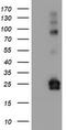 Joining Chain Of Multimeric IgA And IgM antibody, CF504169, Origene, Western Blot image 