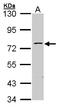 Zinc finger protein 143 antibody, LS-C185493, Lifespan Biosciences, Western Blot image 