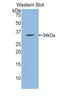 N-Methylpurine DNA Glycosylase antibody, LS-C295653, Lifespan Biosciences, Western Blot image 