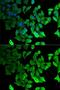 Septin-2 antibody, GTX54669, GeneTex, Immunofluorescence image 