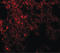 Neuropilin And Tolloid Like 1 antibody, LS-C144416, Lifespan Biosciences, Immunofluorescence image 