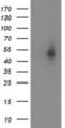 Syntrophin Alpha 1 antibody, NBP2-03302, Novus Biologicals, Western Blot image 