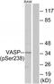 Vasodilator Stimulated Phosphoprotein antibody, TA312100, Origene, Western Blot image 