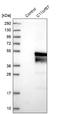 NKAP Domain Containing 1 antibody, NBP1-84606, Novus Biologicals, Western Blot image 