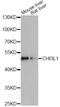 Chitinase 3 Like 1 antibody, abx002269, Abbexa, Western Blot image 