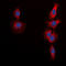 Mechanistic Target Of Rapamycin Kinase antibody, LS-C368624, Lifespan Biosciences, Immunofluorescence image 