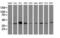 Alpha-1,4-N-Acetylglucosaminyltransferase antibody, M13668-1, Boster Biological Technology, Western Blot image 