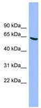 Regulatory erythroid kinase antibody, TA329165, Origene, Western Blot image 