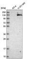 Adhesion G Protein-Coupled Receptor L2 antibody, NBP2-58704, Novus Biologicals, Western Blot image 