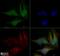 Dynamin-like 120 kDa protein, mitochondrial antibody, NBP2-59770, Novus Biologicals, Immunocytochemistry image 