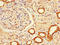 Leucine Zipper Protein 2 antibody, A62906-100, Epigentek, Immunohistochemistry paraffin image 