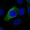 Proline Rich 11 antibody, HPA052376, Atlas Antibodies, Immunocytochemistry image 