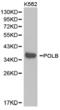 DNA Polymerase Beta antibody, TA327138, Origene, Western Blot image 