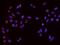 Ribosomal RNA Processing 15 Homolog antibody, 202854-T02, Sino Biological, Immunohistochemistry frozen image 
