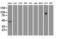 STAT5A antibody, CF500006, Origene, Western Blot image 